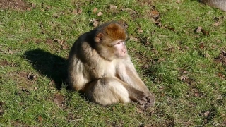 Macaque, Monkey, Primate, Wildlife, Ape, Wild