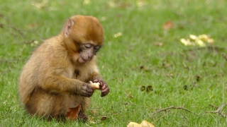 Macaque, Monkey, Primate, Wildlife, Ape, Wild