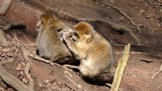 Macaque, Monkey, Primate, Wildlife, Wild, Ape
