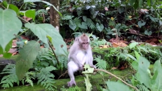 Macaque, Monkey, Primate, Wildlife, Wild, Mammal