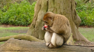 Macaque, Monkey, Primate, Wildlife, Wild, Mammal