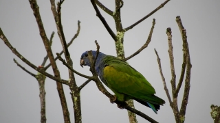 Macaw, Parrot, Bird, Beak, Feather, Wildlife