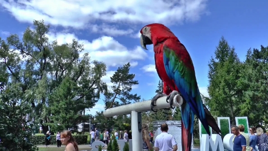Macaw, Parrot, Bird, Beak, Tropical, Feather