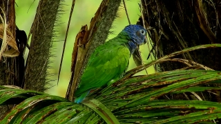 Macaw, Parrot, Bird, Beak, Wildlife, Feather