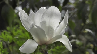 Magnolia, Tree, Woody Plant, Flower, Plant, Flora