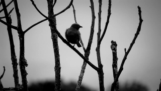 Magpie, Bird, Wildlife, Chickadee, Tree, Titmouse
