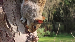 Mammal, Animal, Wildlife, Wild, Rodent, Baby