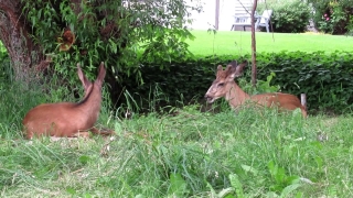 Mammal, Buck, Placental, Wildlife, Deer, Grass
