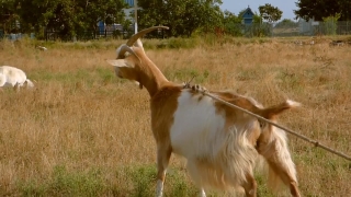Mammal, Calf, Livestock, Grass, Young Mammal, Llama