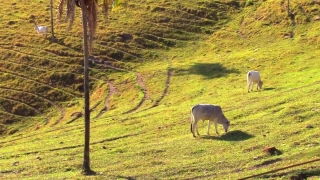 Mammal, Horse, Grass, Pasture, Horses, Warthog
