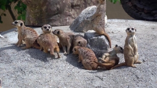 Mammal, Mongoose, Wildlife, Wild, Fur, Zoo