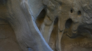Mammal, Wildlife, Wild, Rock, Vertebrate, Bat
