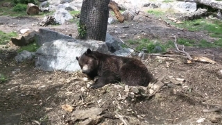Mammal, Wombat, Bear, Wild, Wildlife, Fur