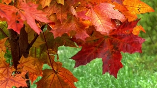Maple, Autumn, Leaves, Fall, Leaf, Season