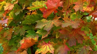 Maple, Autumn, Leaves, Fall, Leaf, Tree