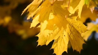 Maple, Autumn, Leaves, Fall, Leaf, Yellow