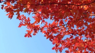 Maple, Tree, Autumn, Fall, Leaves, Forest