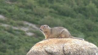 Marmot, Rodent, Mammal, Wildlife, Fur, Wild
