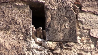 Marmot, Rodent, Rock, Stone, Landscape, Mammal