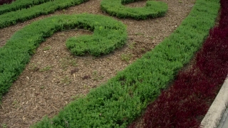 Maze, Landscape, Grass, Plant, Field, Tree