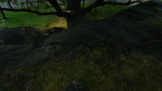 Megalith, Grave, Tree, Forest, Memorial, Landscape
