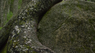 Megalith, Tree, Memorial, Structure, Hole, Stone