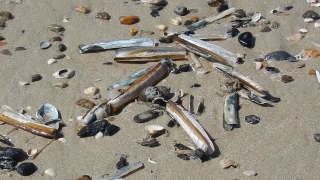 Merchandise, Tool, Sand, Screwdriver, Beach, Construction