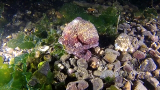 Mollusk, Invertebrate, Animal, Gastropod, Underwater, Fish