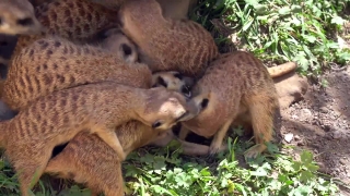 Mongoose, Mammal, Wildlife, Wild, Monkey, Fur
