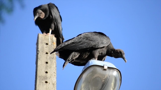 Monkey, Bird, Primate, Wildlife, Vulture, Beak