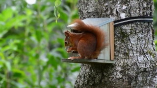 Monkey, Primate, Bird Feeder, Device, Wildlife, Wild