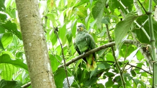Monkey, Primate, Bird, Wildlife, Wild, Tree