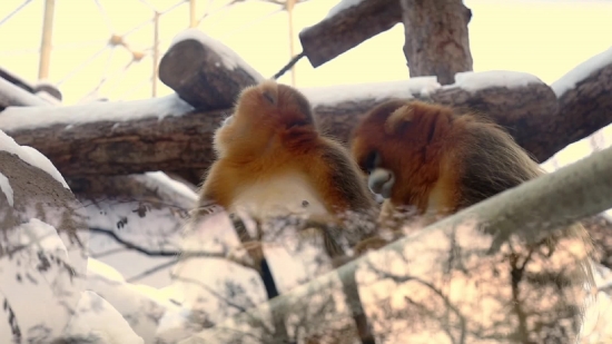 Monkey, Primate, Mammal, Wildlife, Fur, Wild
