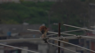 Monkey, Primate, Orangutan, Wildlife, Bird, Ape