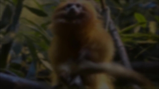 Monkey, Primate, Wildlife, Wild, Ape, Mammal
