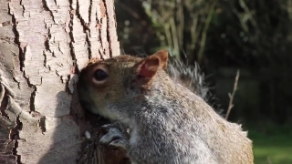 Mouse, Rodent, Mammal, Placental, Squirrel, Wildlife