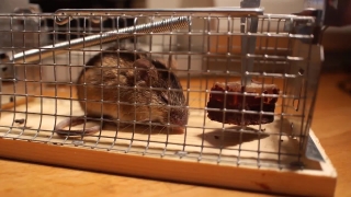 Mousetrap, Trap, Device, Rodent, Mouse, Mammal