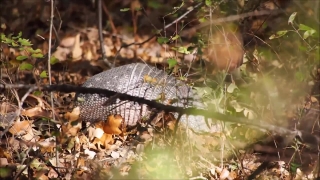 Mud Turtle, Turtle, Reptile, Shell, Slow, Wildlife