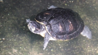Mud Turtle, Turtle, Reptile, Terrapin, Shell, Slow