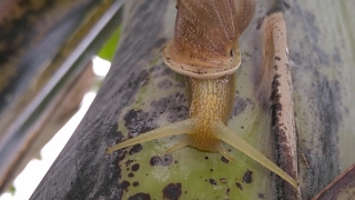 Mushroom, Fungus, Food, Vegetable, Produce, Organism