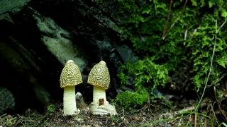 Mushroom, Fungus, Vegetable, Organism, Produce, Food