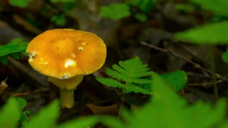 Mushroom, Fungus, Vegetable, Produce, Food, Organism