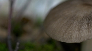 Mushroom, Vegetable, Food, Produce, Wooden Spoon, Fungus