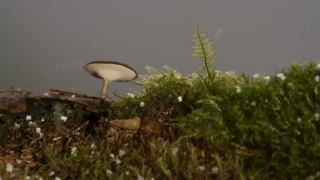 Mushroom, Vegetable, Produce, Food, Fungus, Grass