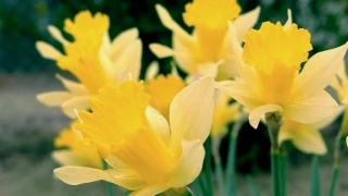 Narcissus, Bulbous Plant, Plant, Vascular Plant, Flower, Spring