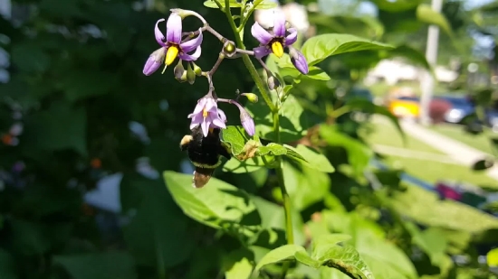Nightshade, Woody Plant, Vascular Plant, Plant, Flower, Garden