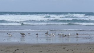 Ocean, Beach, Sea, Water, Coast, Body Of Water