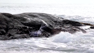 Ocean, Body Of Water, Sea, Water, Baleen Whale, Wave