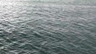 Ocean, Body Of Water, Sea, Water, Wave, Baleen Whale