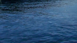 Ocean, Sea, Body Of Water, Water, Baleen Whale, Whale